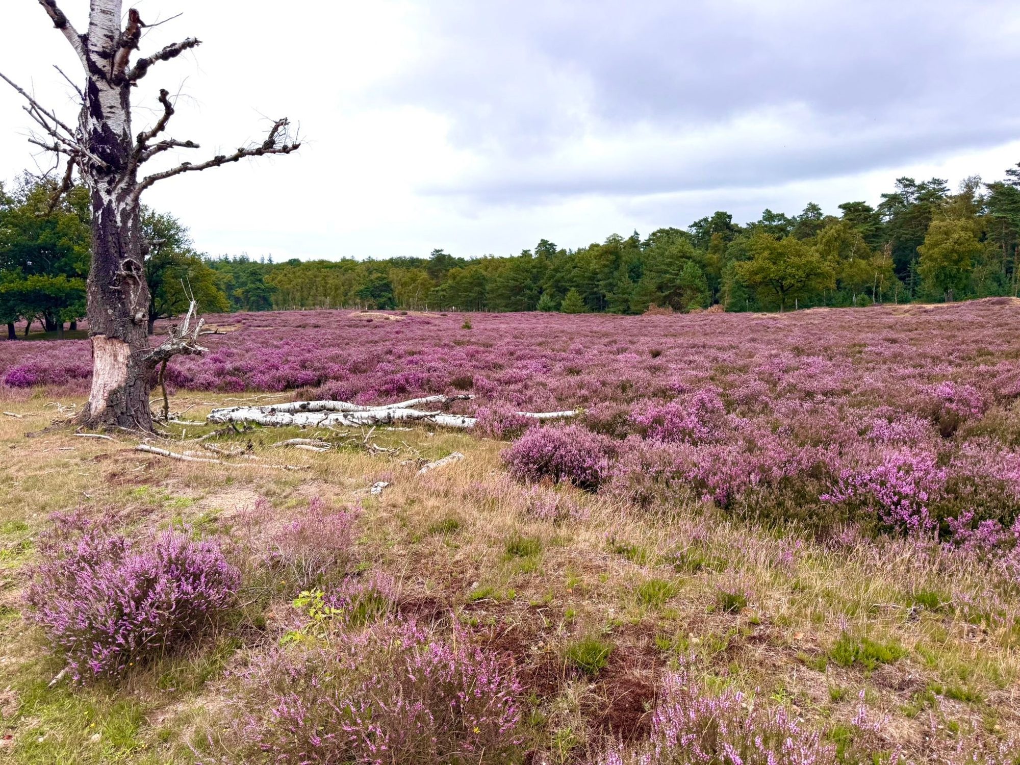 Veluwe, Netherlands