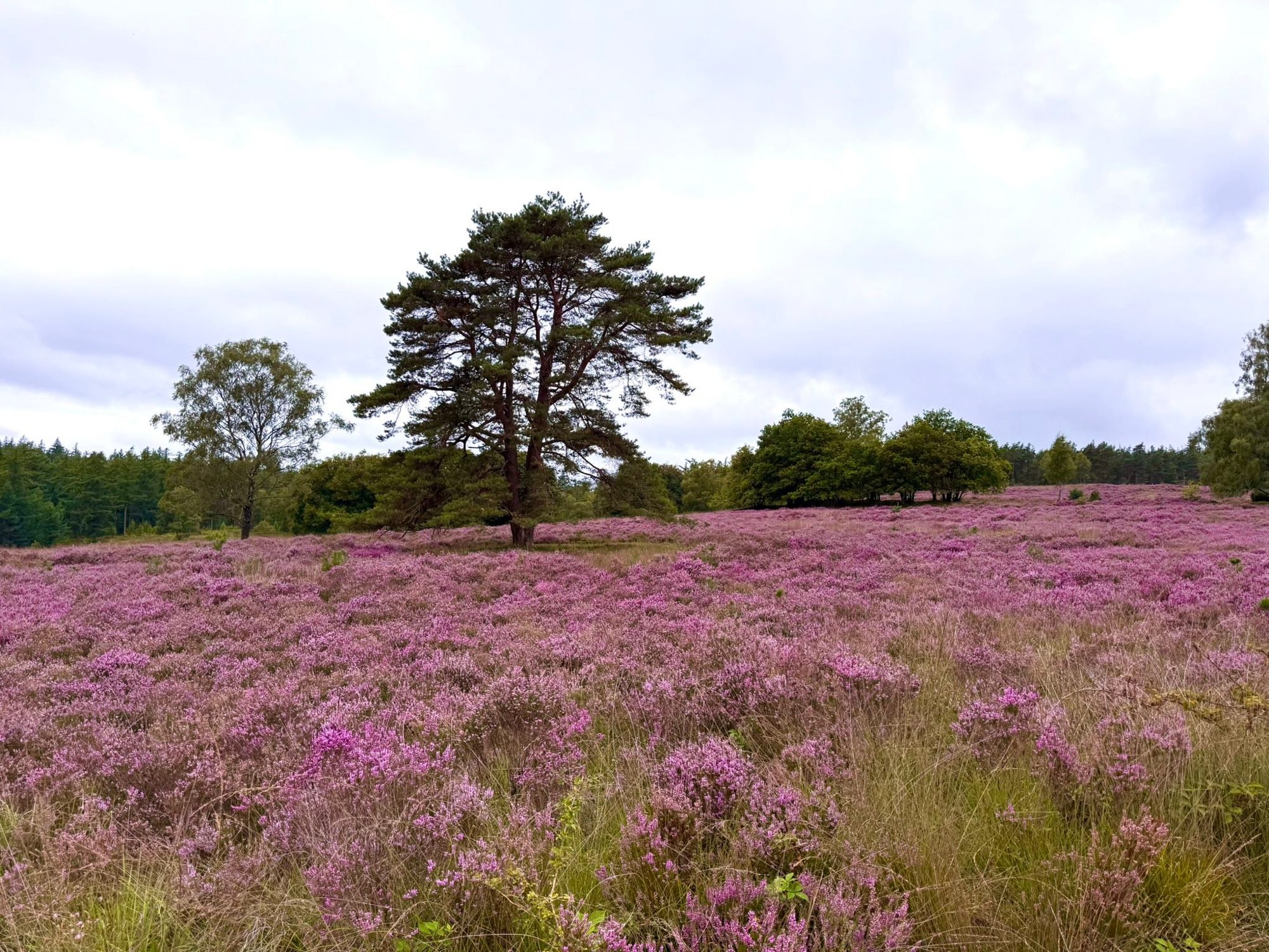 Veluwe, Netherlands photo 2