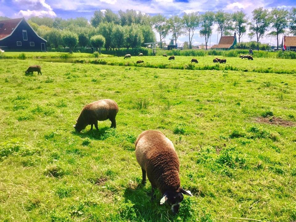 Zaanse Schans, Netherlands