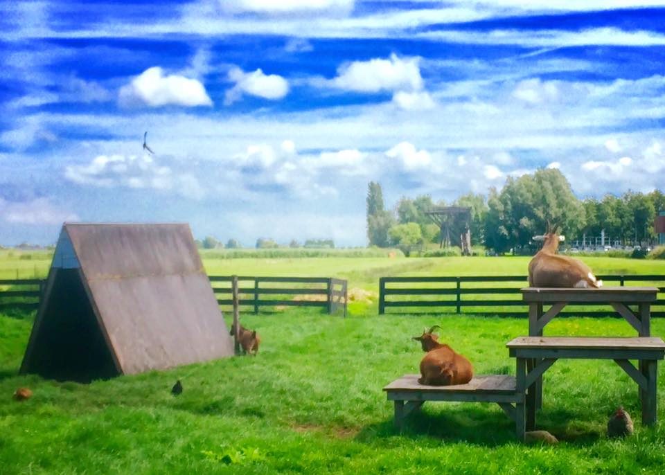 Zaanse Schans, Netherlands photo 20